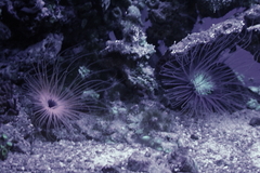 Killikus&reg; Fotographie